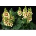 Вербаскум Verbascum Dark Eyes
